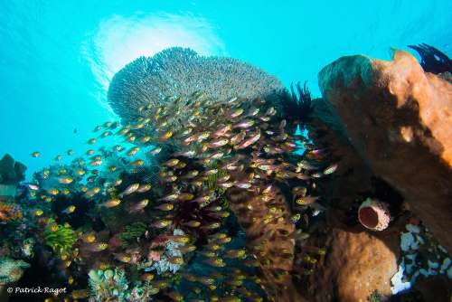 Diving Sulawesi - Sulawesi Liveaboard - Plonger a Sulawesi