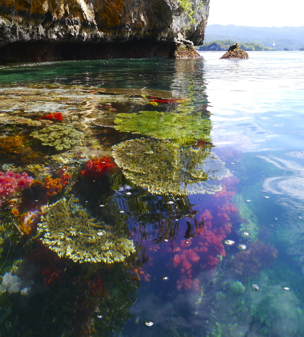 Triton bay Diving, triton bay corals, triton bay liveaboard